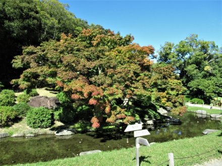 10月25日 紅葉の状況