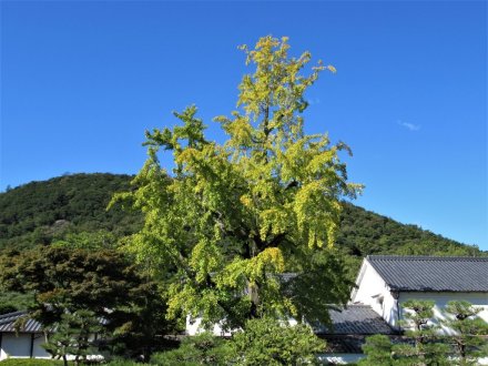 10月25日 紅葉の状況