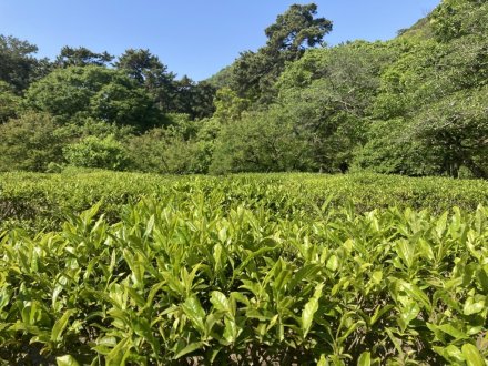 栗林小３年生の新茶摘みと、見頃の花々（2023.5.2）