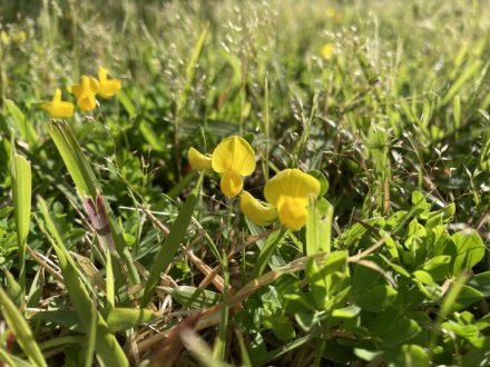 栗林小３年生の新茶摘みと、見頃の花々（2023.5.2）