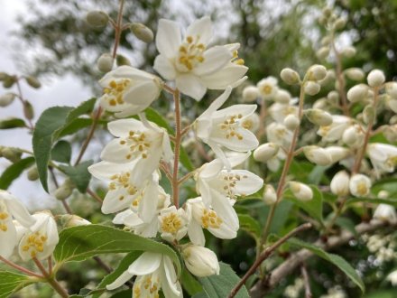 サツキツツジの様子と、白い花、見頃の花々（2023.5.8）