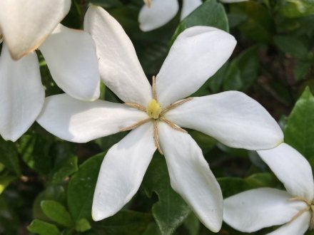 白いハス開花（2023.6.20）