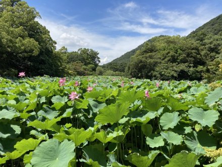 ハスが見頃です!(2023.7.18)