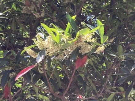 ハスが見頃です!(2023.7.18)