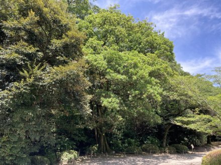 ハスが見頃です!(2023.7.18)