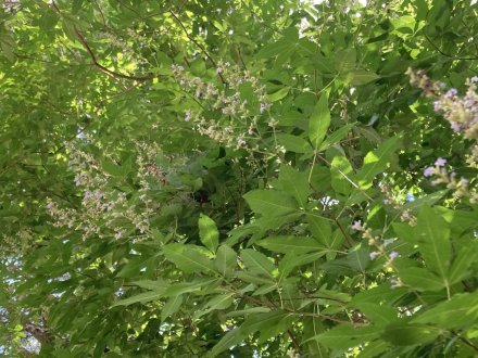 ハスが見頃です!(2023.7.18)