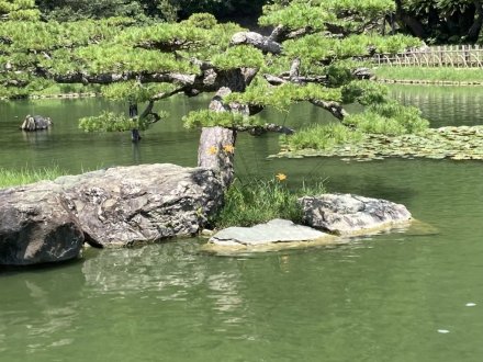 ハスが見頃です!(2023.7.18)