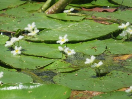 ハスが見頃です!(2023.7.18)