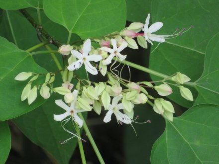 ハスが見頃です!(2023.7.18)