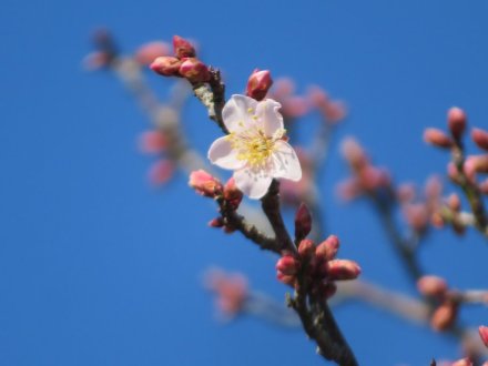 梅の蕾ふくらむ、見頃の花々（2024.1.5）