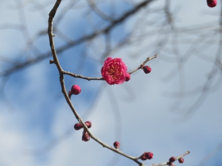 冬至梅と、見頃の花々（2024.1.13）