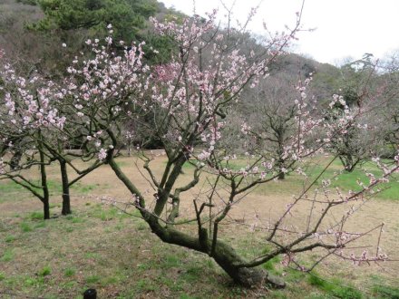 ボケ咲き始め、ウメ源平咲き（2024.3.6）