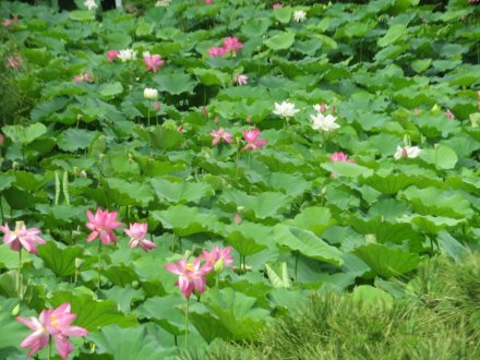 ハスの様子と見ごろの花々（2024.7.3）