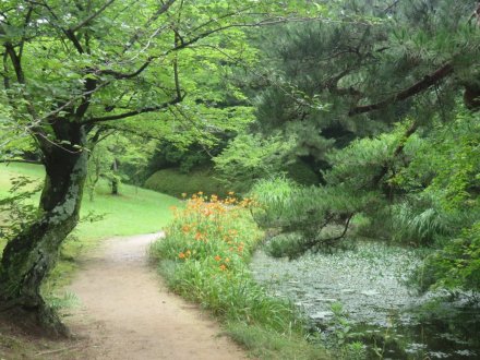 ハスの様子と見ごろの花々（2024.7.3）