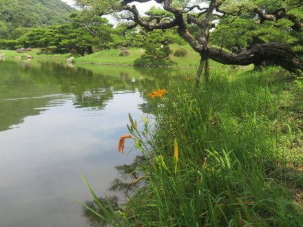 ハスの様子と見ごろの花々（2024.7.3）