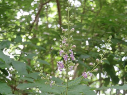 ハスの様子と見ごろの花々（2024.7.3）