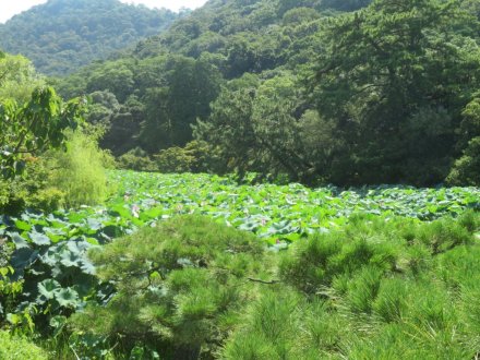 ハスの様子と見ごろの花（2024.8.7）