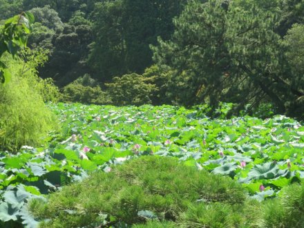 ハスの様子と見ごろの花（2024.8.7）