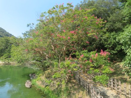 ハスの様子と見ごろの花（2024.8.7）