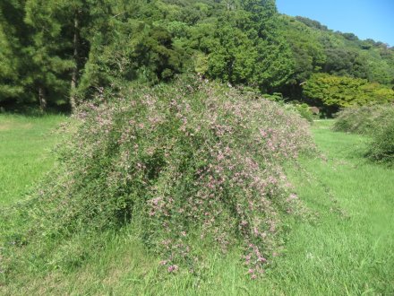 ハギと見ごろの花々（2024.9.20）