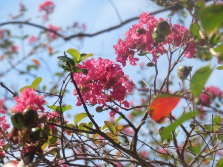 ハギの様子と見ごろの花々（2024.9.27）