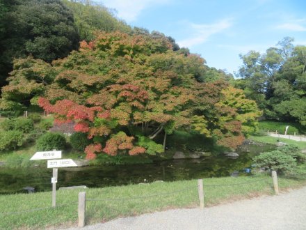 紅葉と見ごろの花々（2024.11.8）