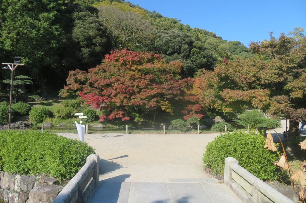 紅葉と見ごろの花々（2024.11.20）