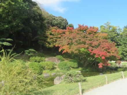 紅葉と見ごろの花々（2024.11.20）