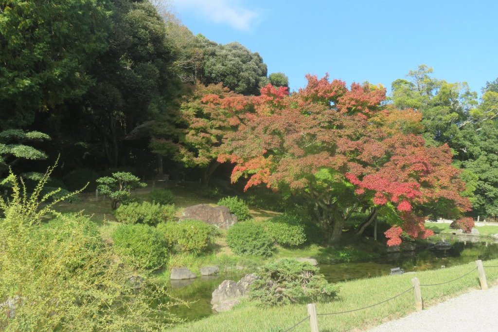 紅葉と見ごろの花々（2024.11.20）