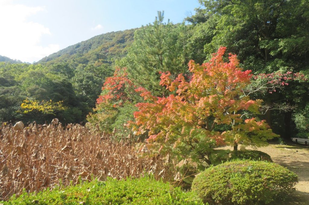 紅葉と見ごろの花々（2024.11.20）