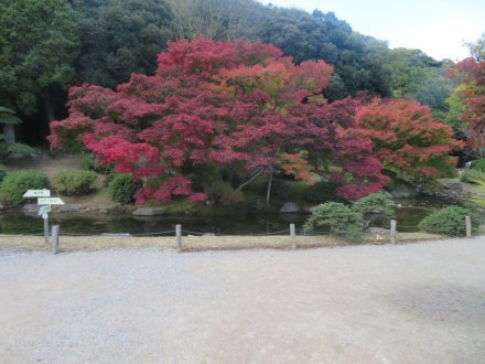 紅葉と見ごろの花々（2024.11.29）