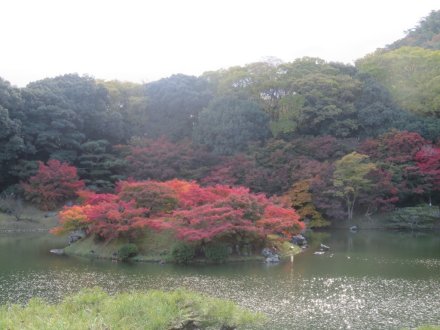 紅葉と見ごろの花々（2024.11.29）