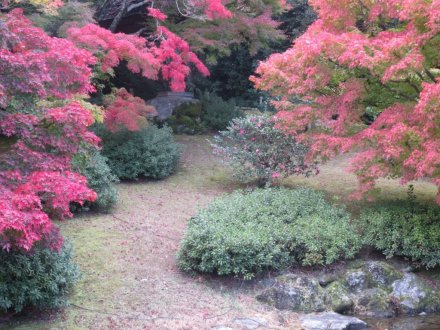 紅葉と見ごろの花々（2024.11.29）