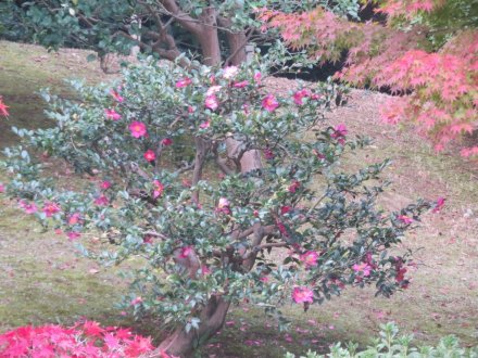 紅葉と見ごろの花々（2024.11.29）