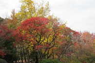 たどつＡＬＷＡＹＳ-桃陵公園ウォーク、紅葉がりと牡蠣飯弁当で秋満喫-