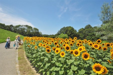 国営讃岐まんのう公園