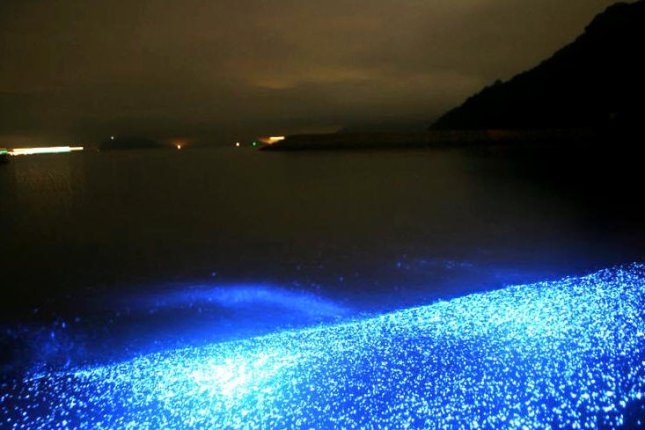 船旅から海ホタルまで 気ままに過ごす志々島・粟島の休日