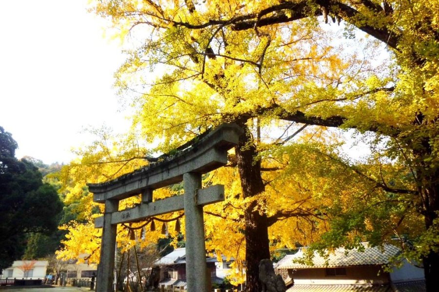 岩部八幡神社のイチョウ