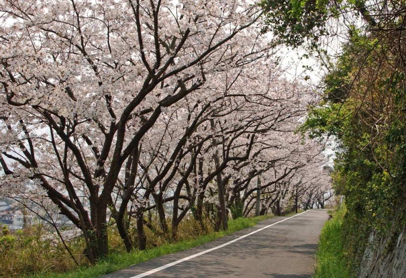 春には花見散歩がオススメ