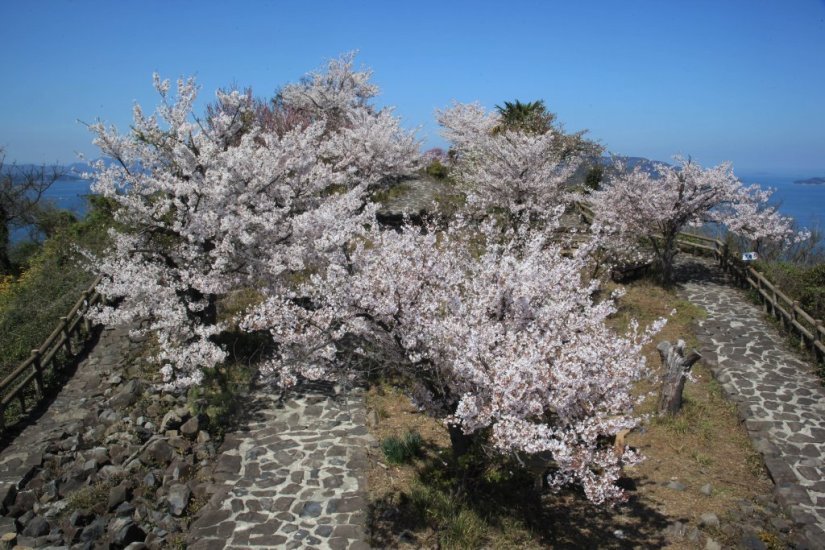 展望台付近にも桜