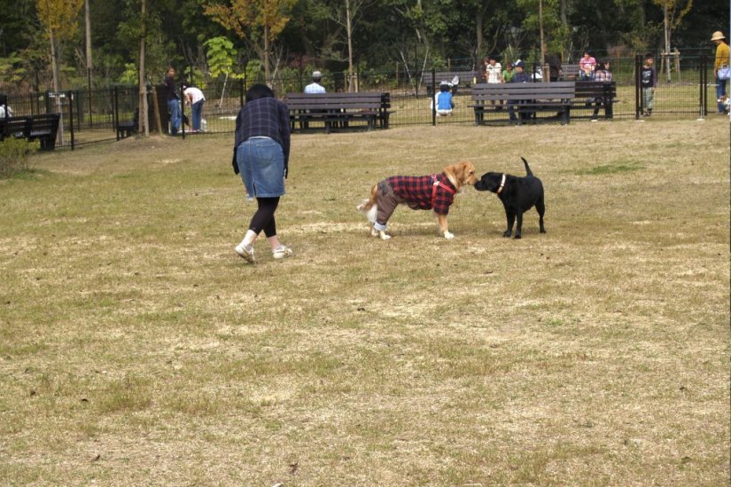 犬同士の交流も