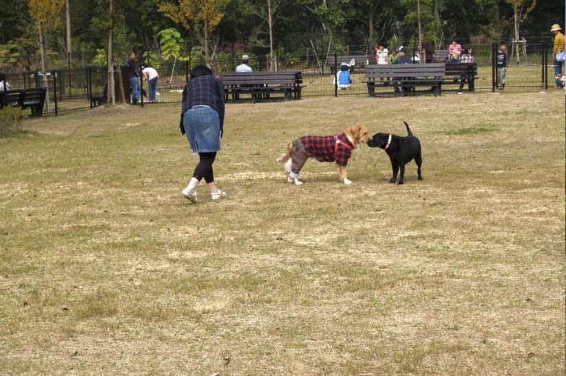 ペットと遊べる人気観光スポット ペットと一緒にめぐるうどん県 特集 香川県観光協会公式サイト うどん県旅ネット