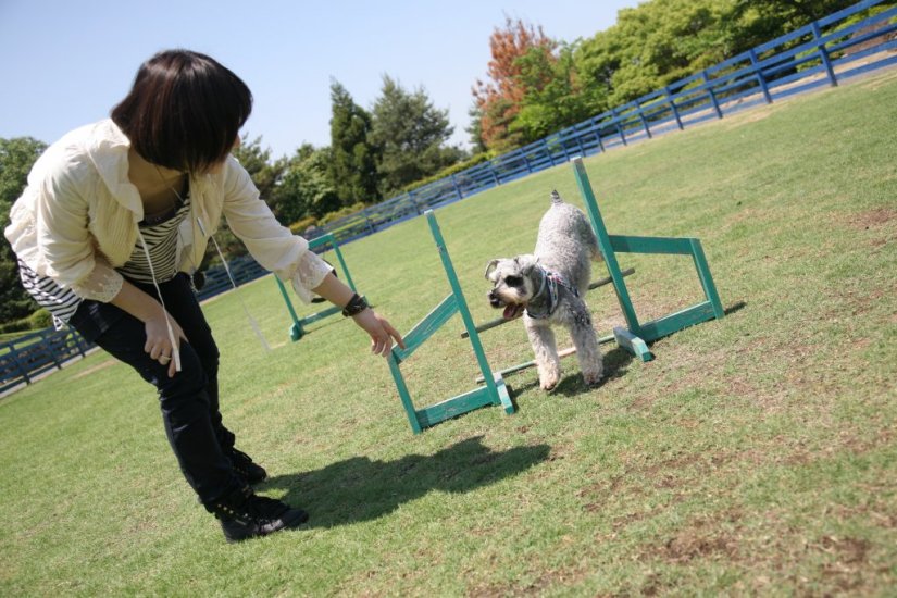 ペットと泊まれる宿泊施設 ペットと一緒にめぐるうどん県 特集 香川県観光協会公式サイト うどん県旅ネット