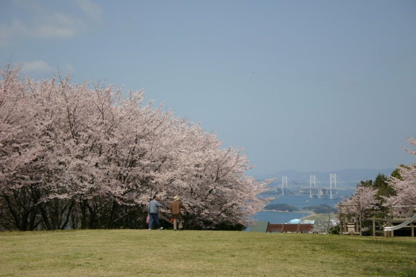 桜並木から覗く瀬戸大橋