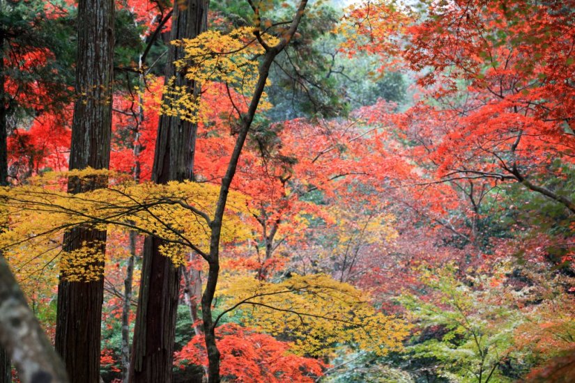 うどん県の秋を楽しむ紅葉狩り うどん県の秋を楽しむ紅葉狩り 特集 香川県観光協会公式サイト うどん県旅ネット