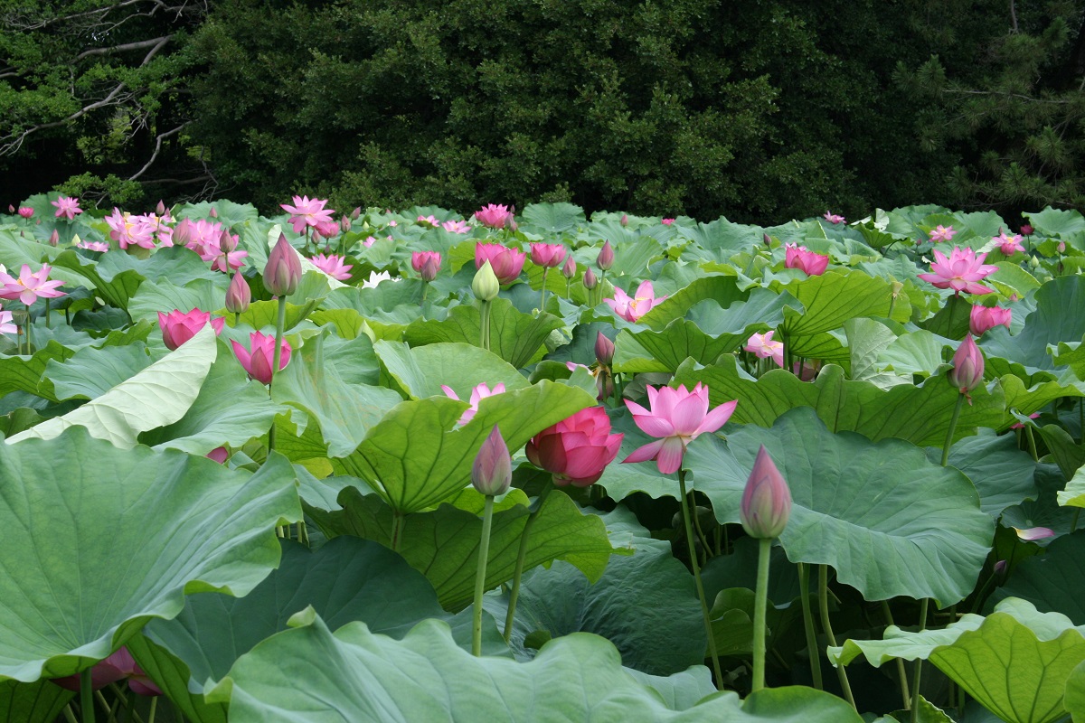 栗林公園 香川県観光協会公式サイト うどん県旅ネット